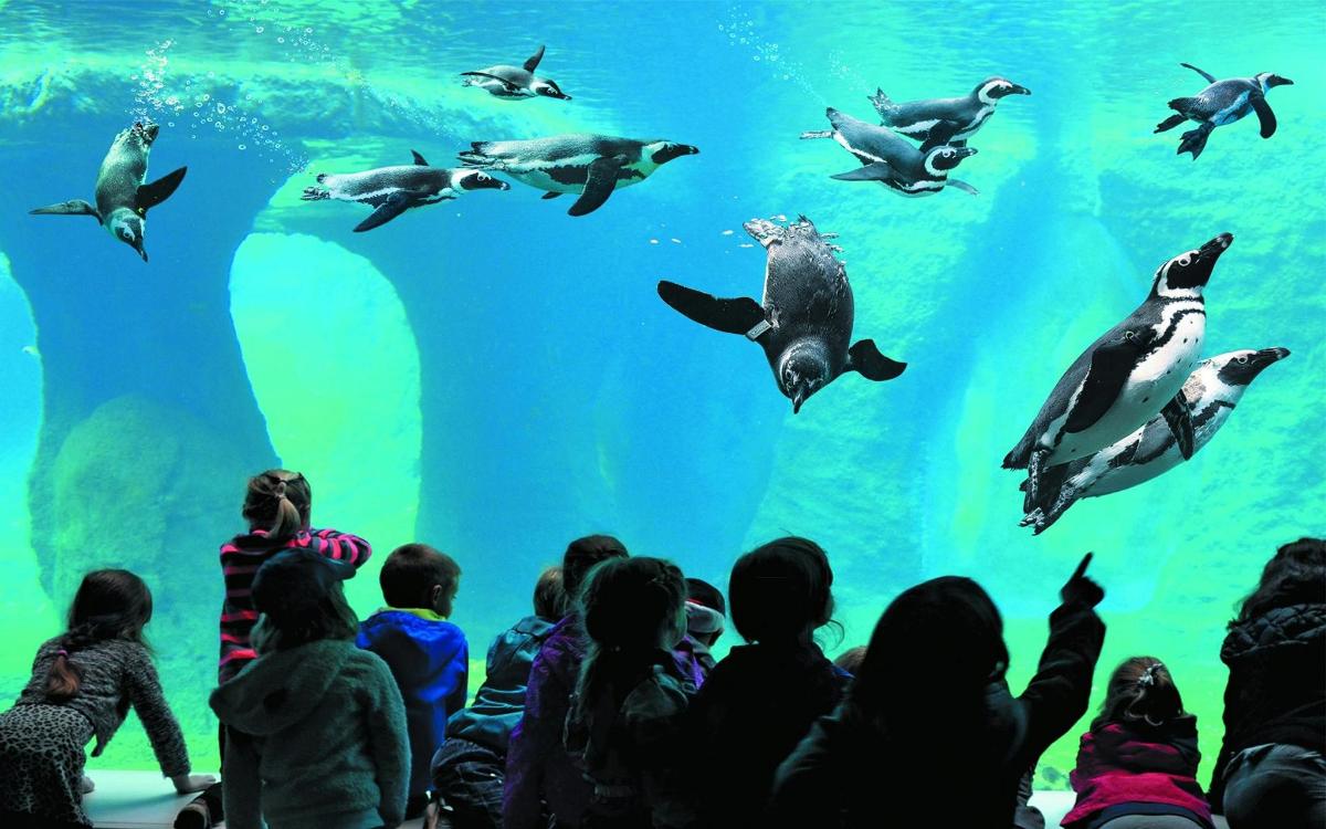 sekelompok anak-anak sedang menonton penguin di akuarium