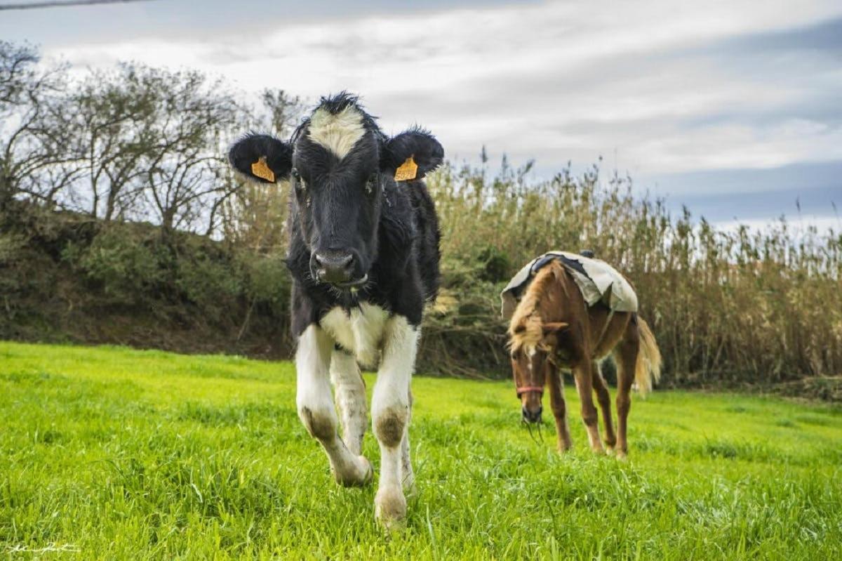 seekor lembu dan seekor lembu berlari di padang