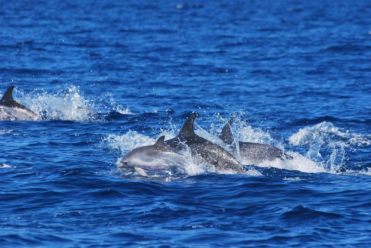 a group of dolphins swimming in the water