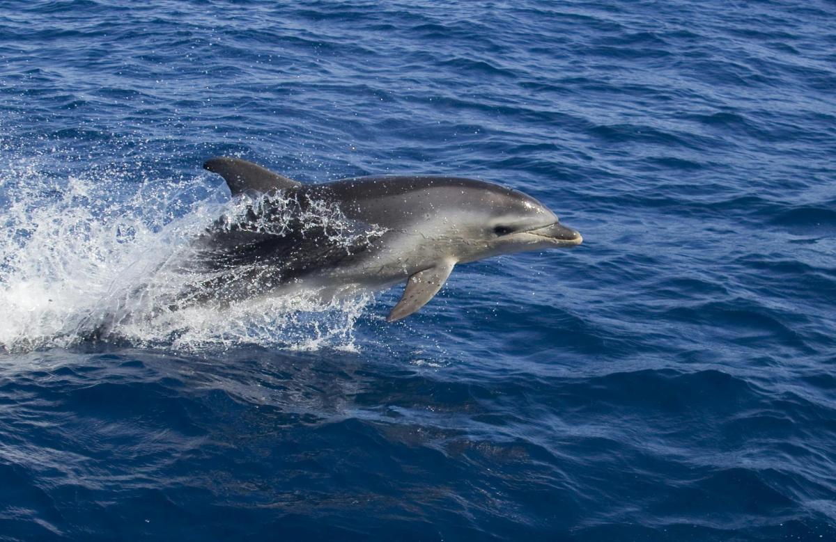 a dolphin jumping out of the water