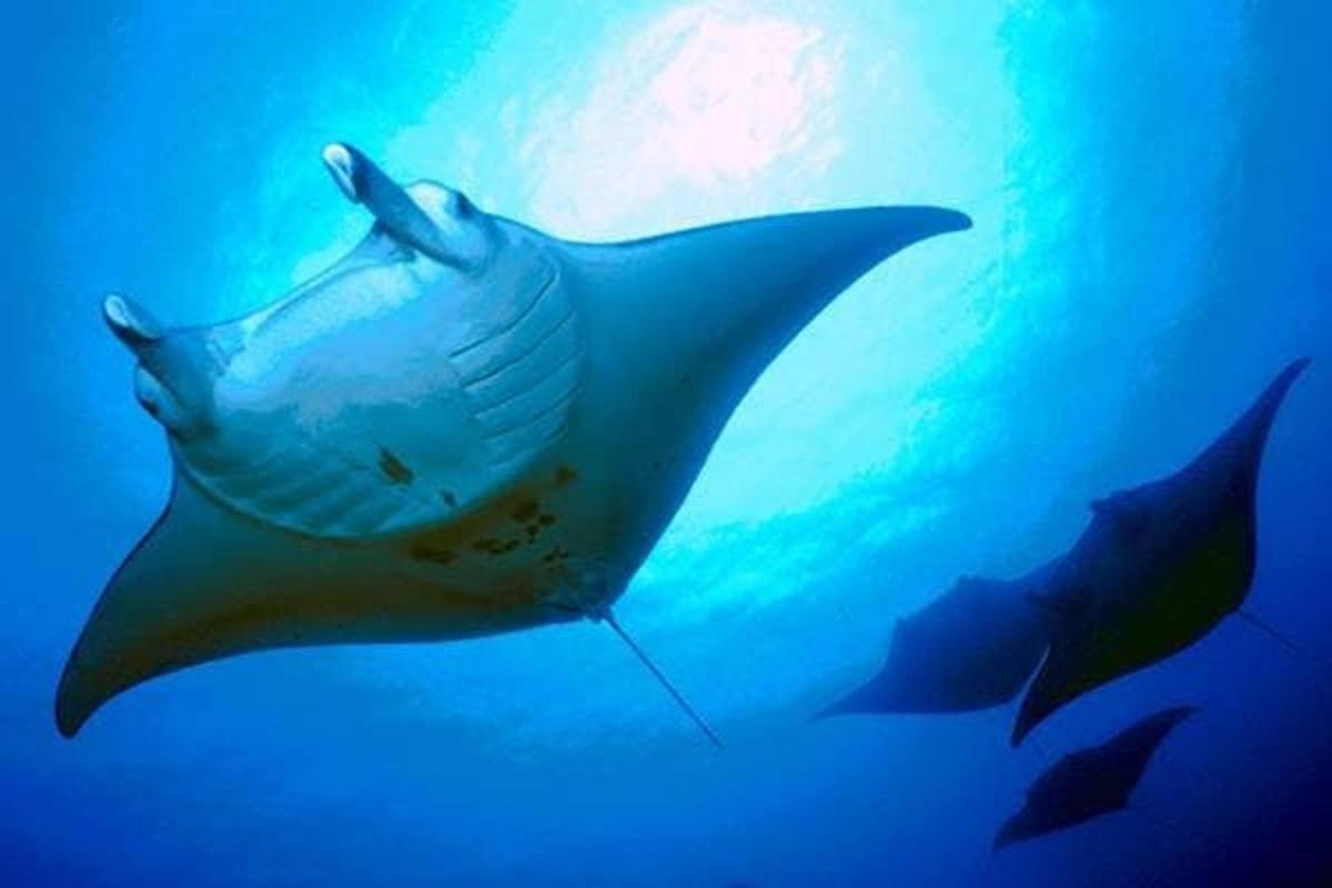 rejnoka plavajícího v oceánu vedle dvou žraloků