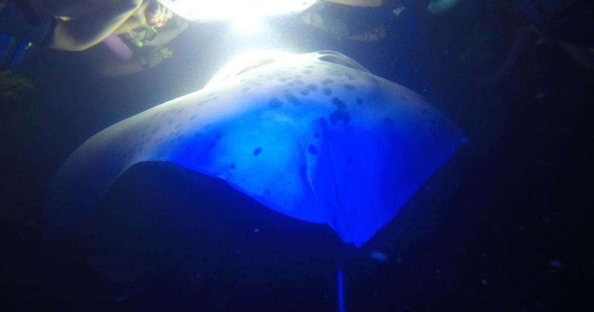 payung biru dalam gelap dengan seseorang di latar belakang