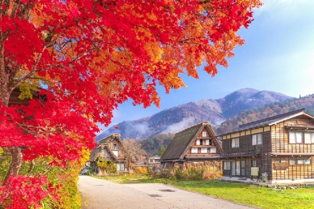 a tree with red leaves in front of a village