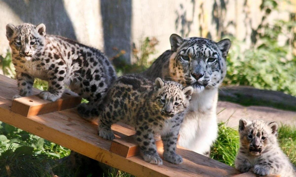 un gruppo di tre gatti in piedi su un tavolo di legno