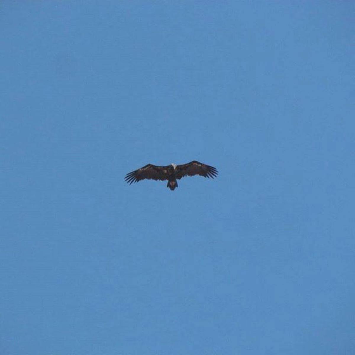 un uccello che vola nel cielo blu