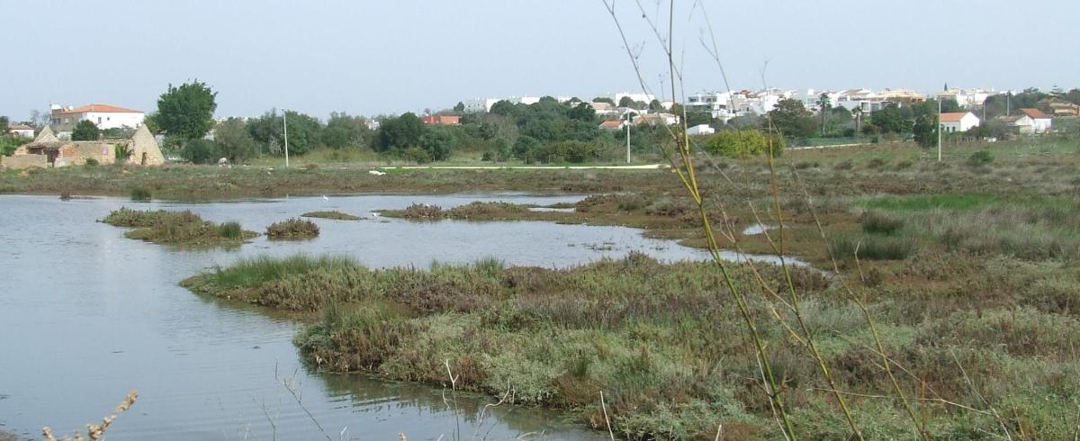un fiume con erba e erbacce in un campo