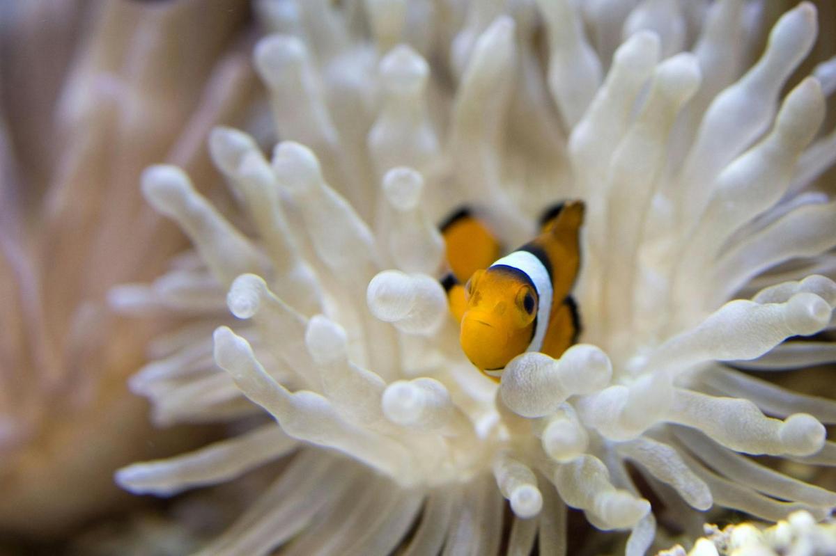 a clown fish inside of an ocean anemone
