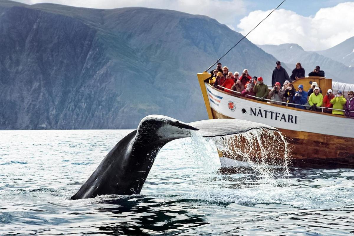 una balena saltant fora de l'aigua davant d'un vaixell