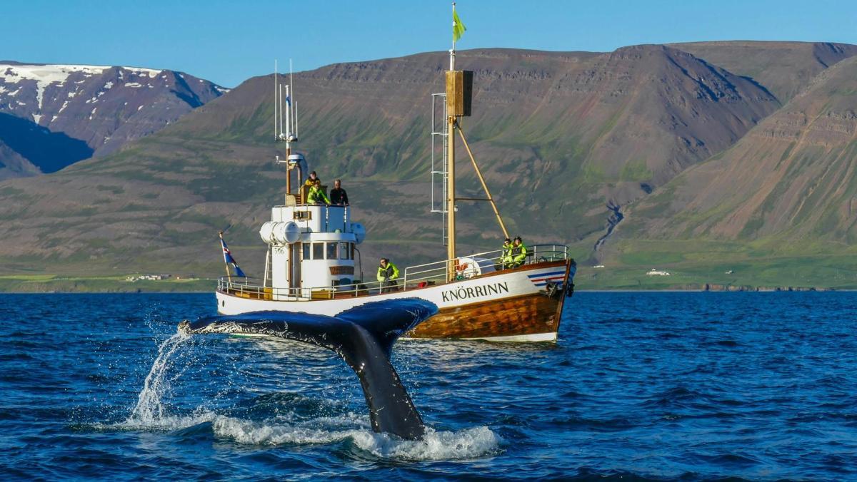 uma baleia na água ao lado de um barco