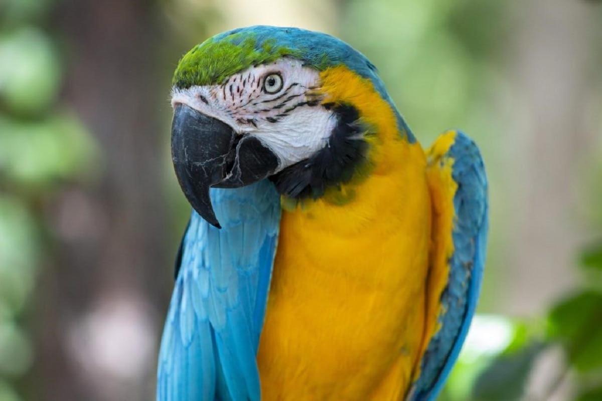 a blue and yellow parrot standing on a tree