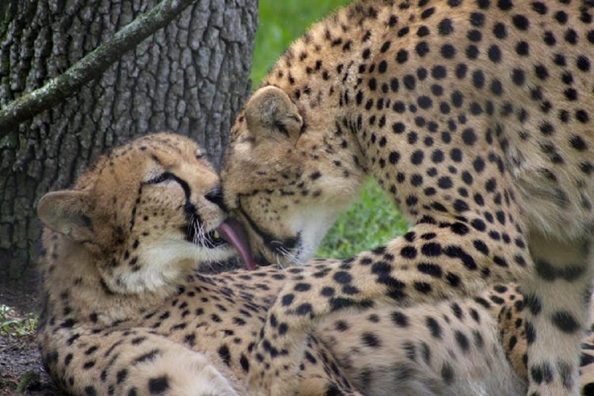 a cheetah laying on its back next to a tree