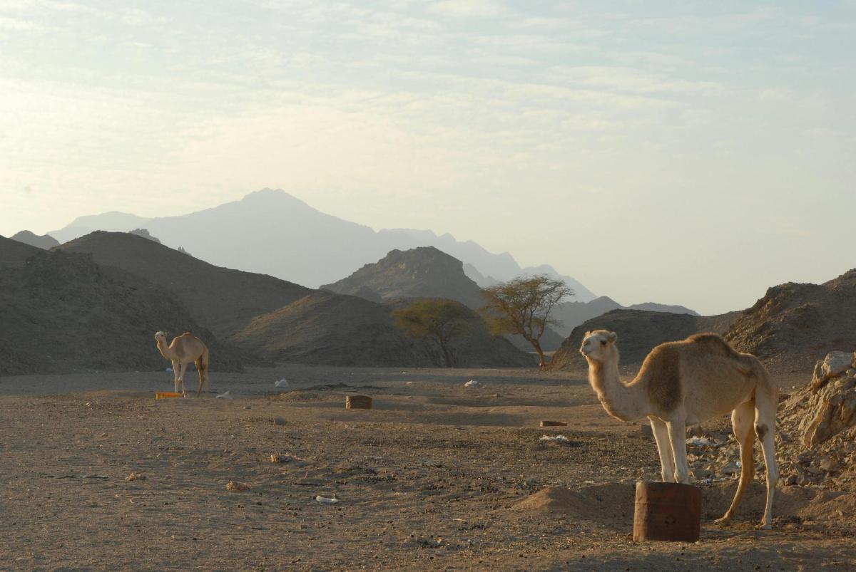dois camelos em um campo com montanhas ao fundo