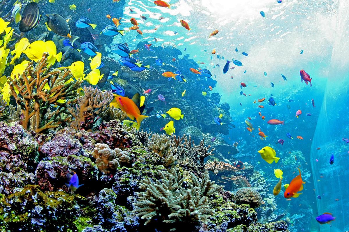 a coral reef with lots of fish in the ocean
