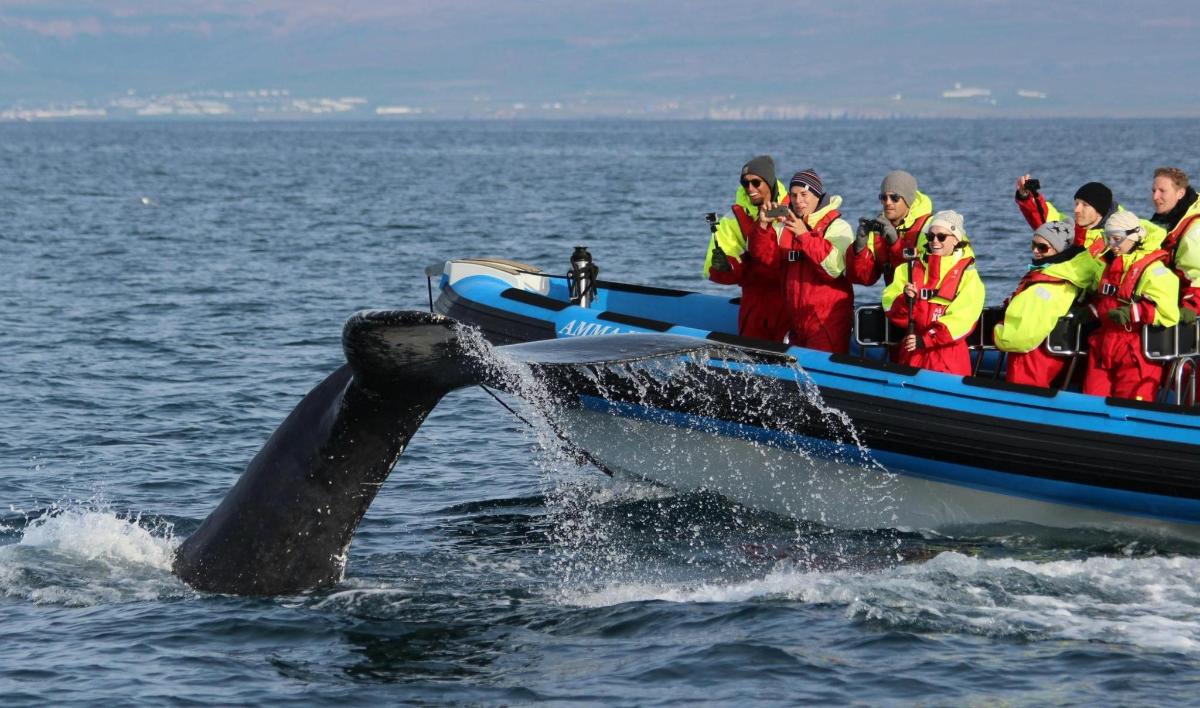 a group of people in a boat with a whale