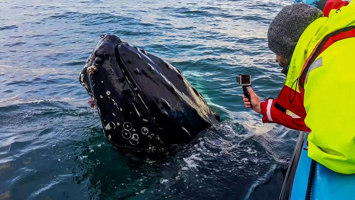 a man taking a picture of a whale in the water