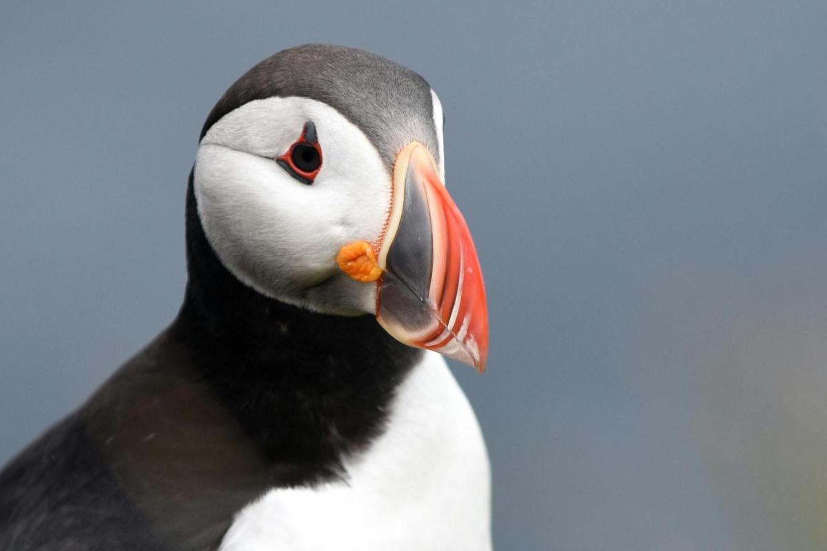 a puffinian bird with its beak open