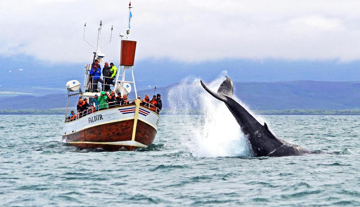 een walvis die uit het water springt naast een boot