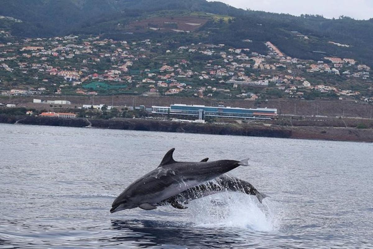 a gray dolphin jumping out of the water