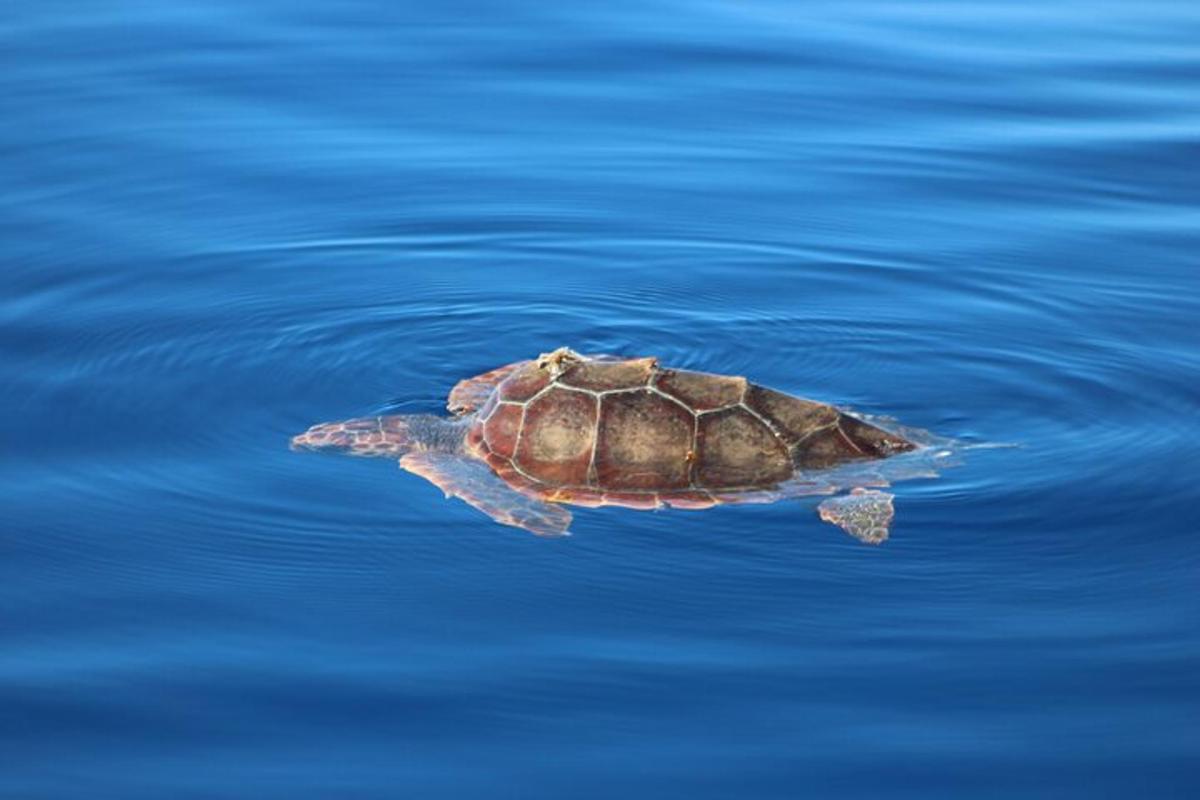 a green turtle swimming in the water