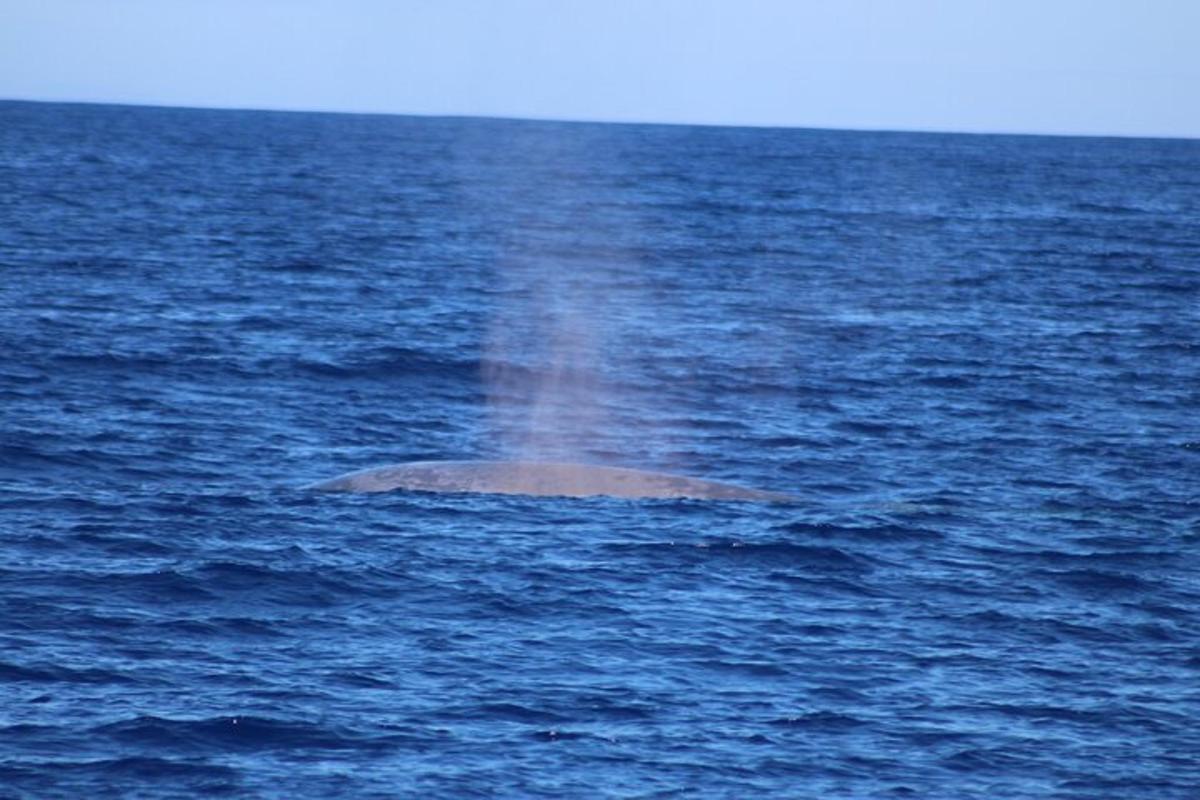 a dolphin in the middle of the ocean