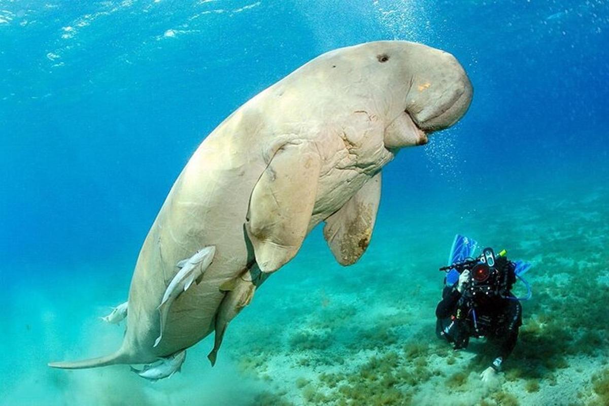 un uomo che scatta una foto di un grande elefante sott'acqua