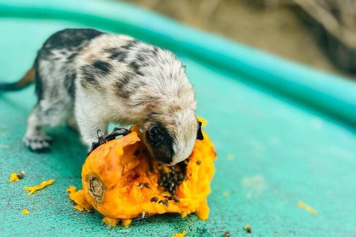 un piccolo uccello che mangia un pezzo di frutta