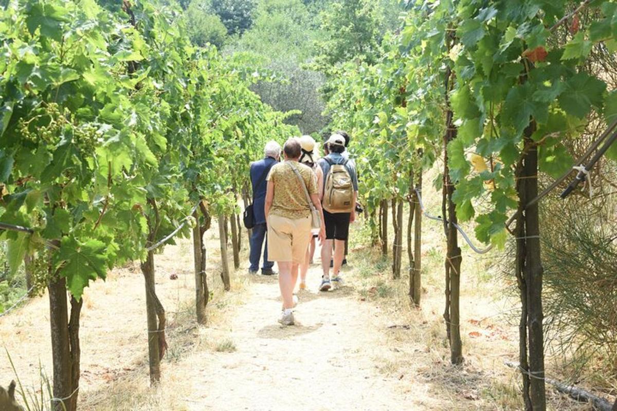 a group of people walking down a path through a vineyard