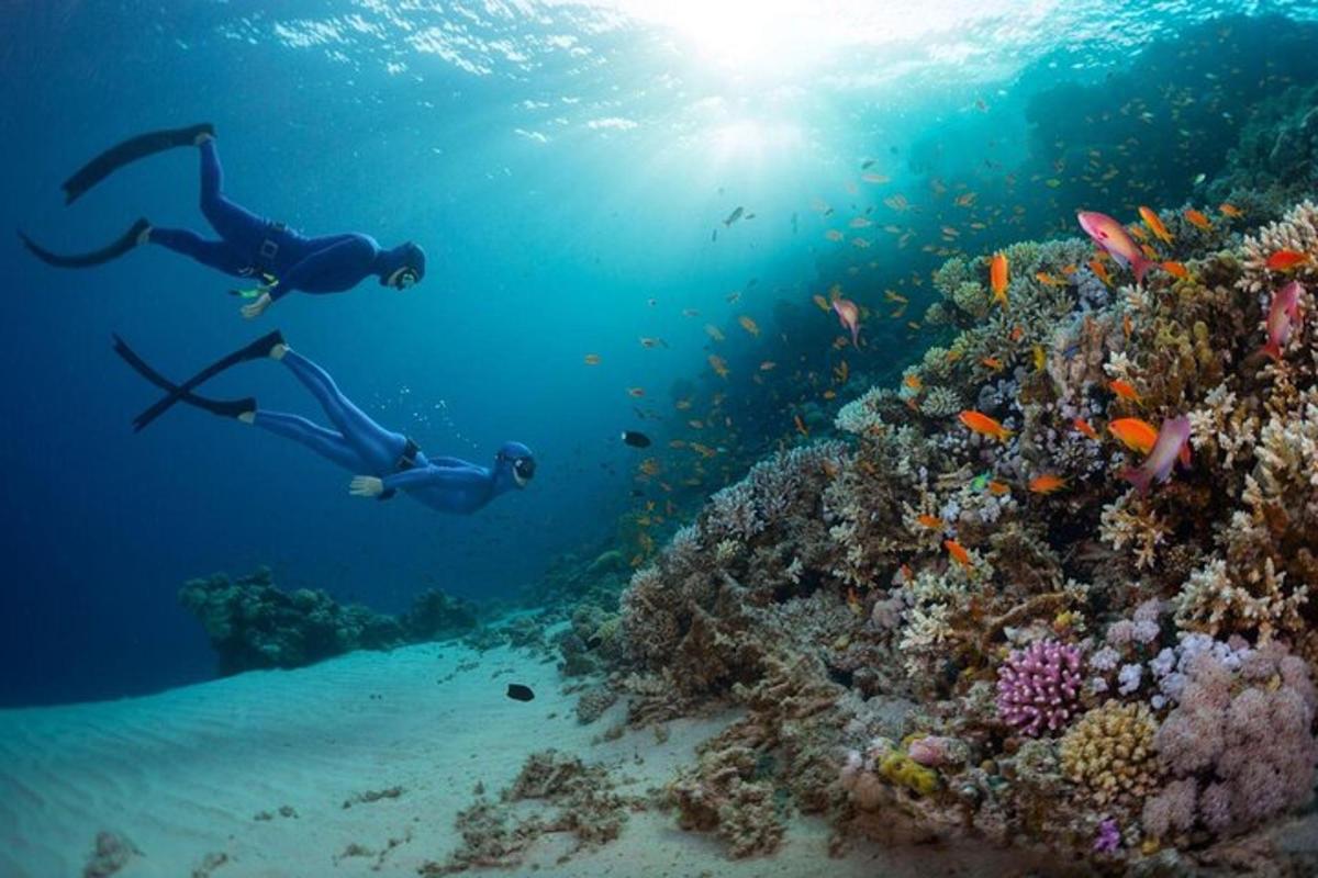 due persone che nuotano nell'oceano vicino a una barriera corallina