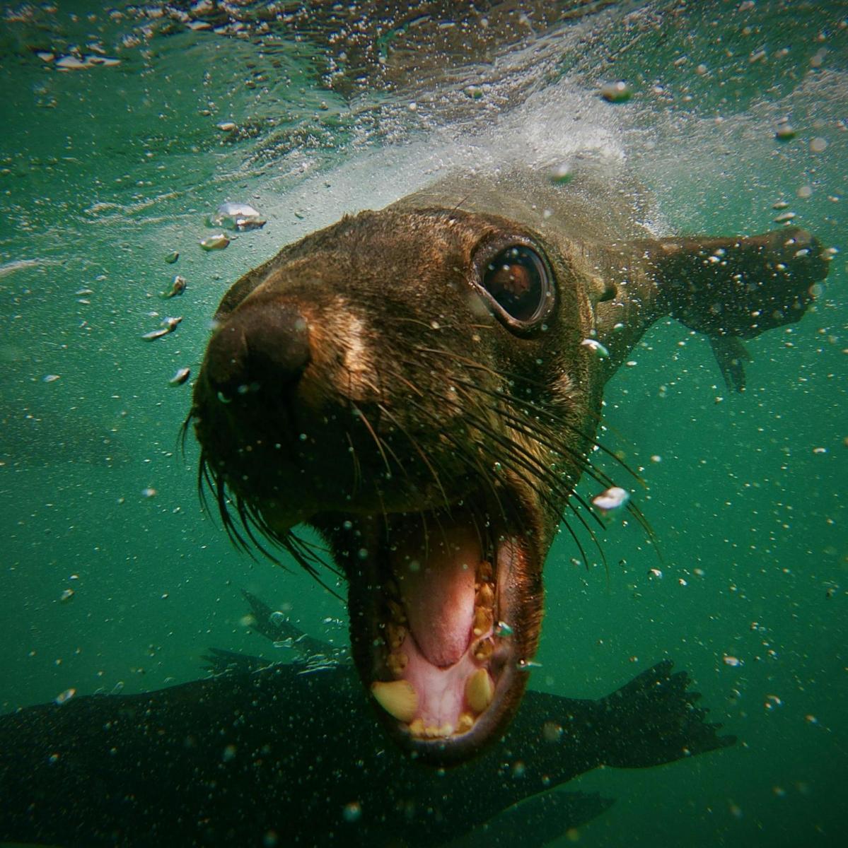 a seal swimming in the water with its mouth open