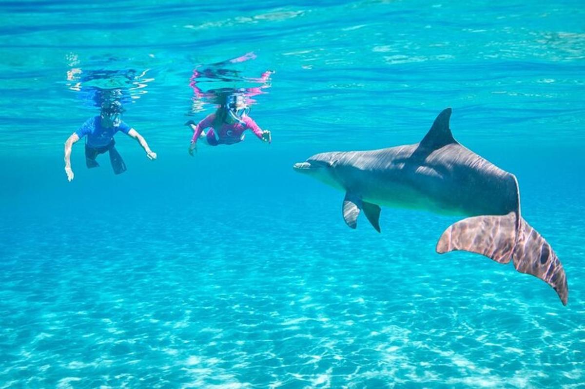 Un grupo de personas nadando en el agua con delfines.