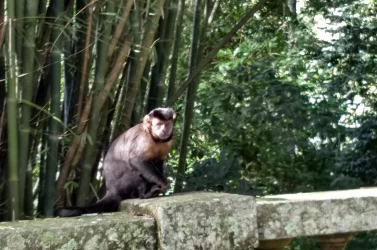 seekor monyet duduk di atas dinding batu