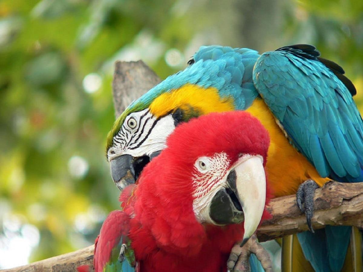 a colorful parrot is sitting on a branch