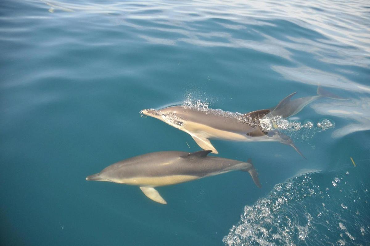 pár delfin úszik a vízben