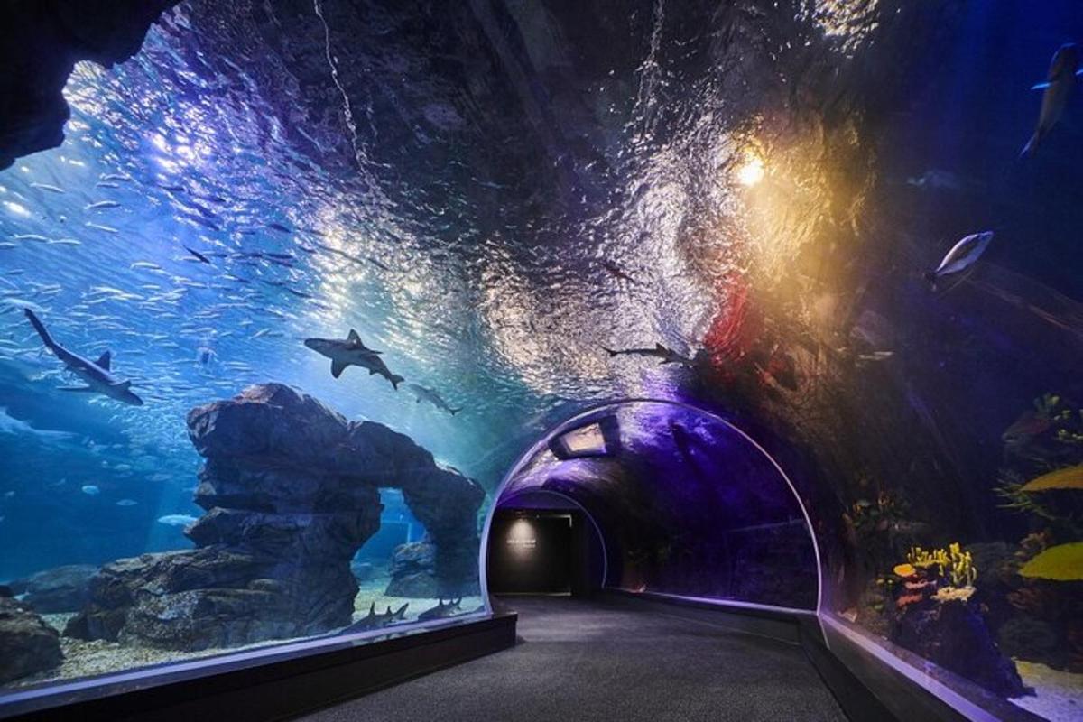 a tunnel in an aquarium with fish in it
