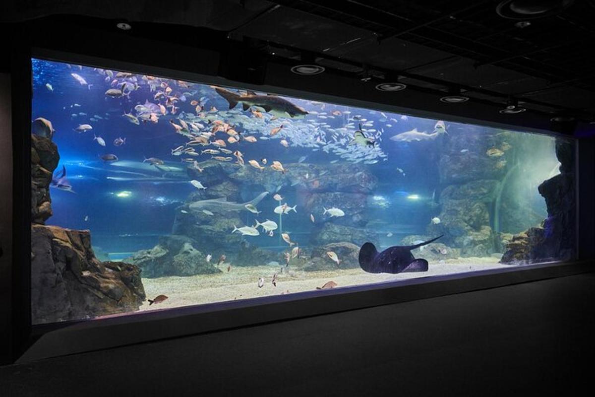 a large aquarium filled with lots of fish