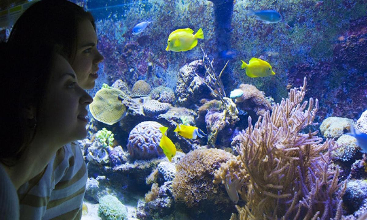 two girls looking at the fish in an aquarium