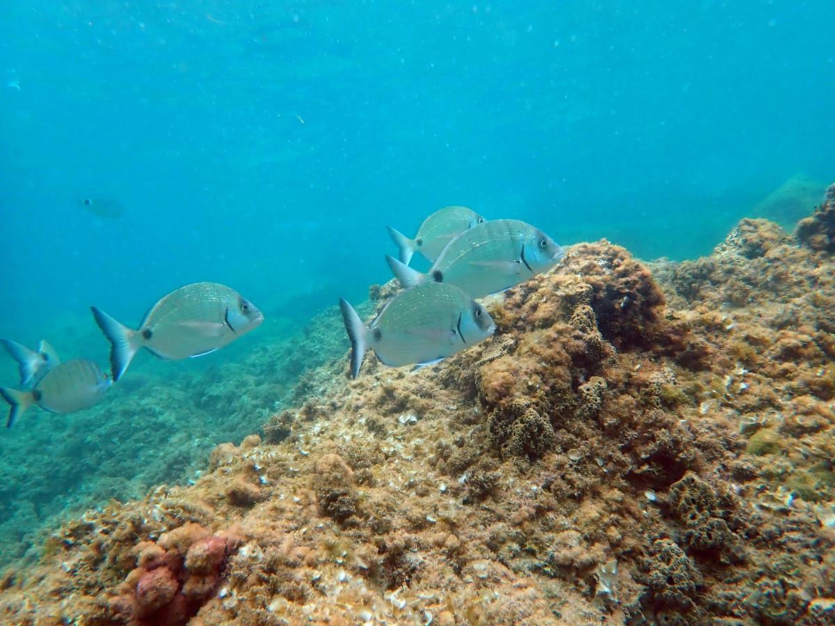 a group of fish swimming over a coral reef