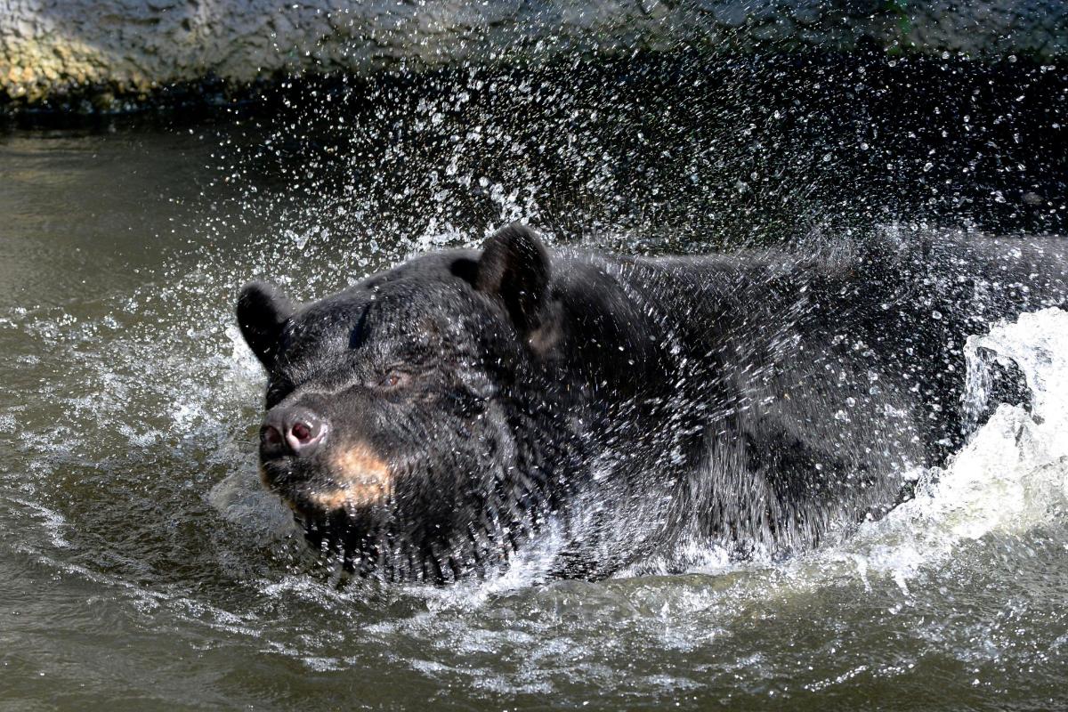 a large black bear swimming in the water