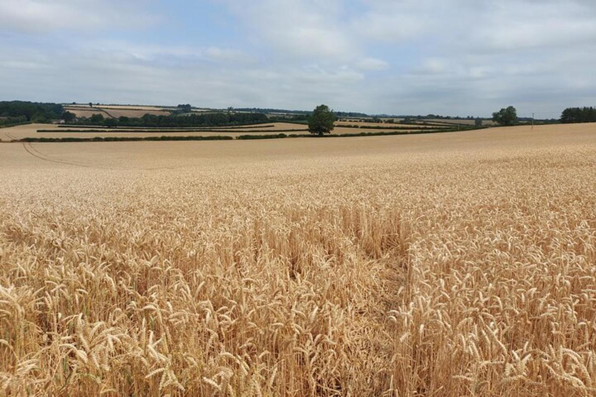 un campo di grano con un grande campo d'erba