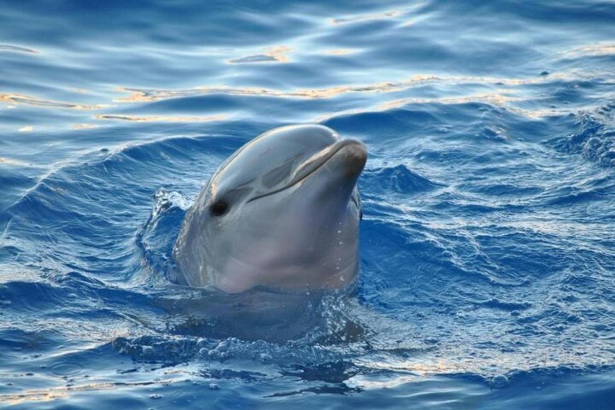 delfin plava v vodi