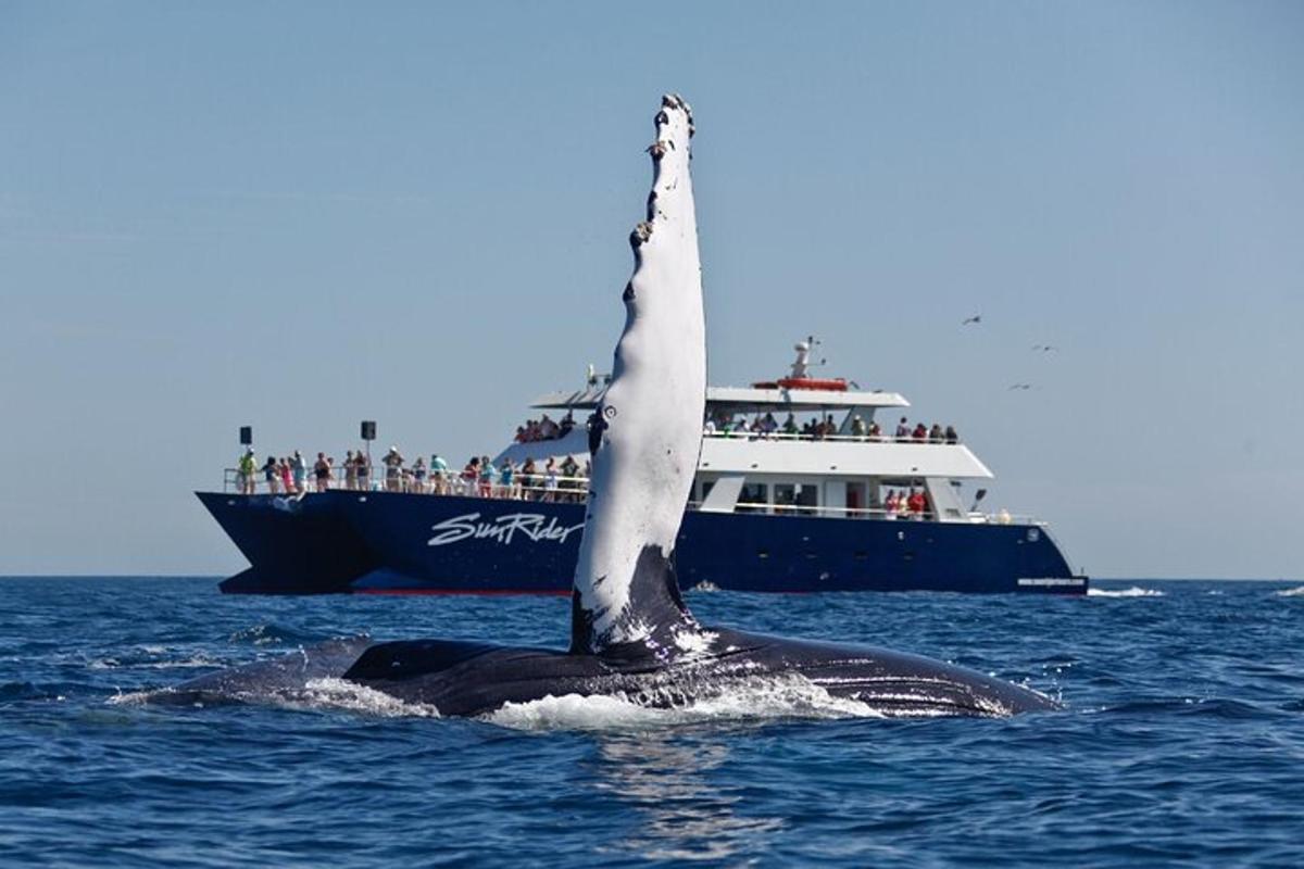 o balenă în ocean cu o barcă în fundal