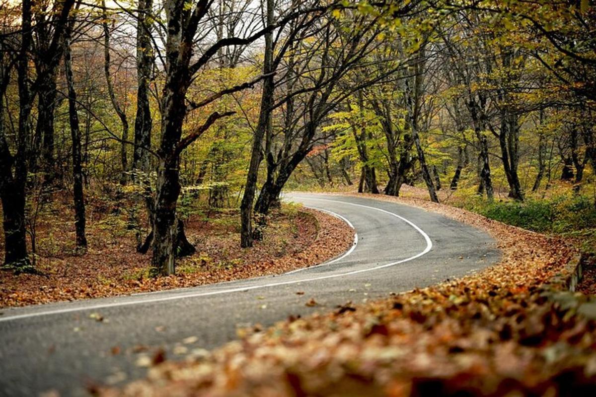 uma estrada sinuosa no meio de uma floresta