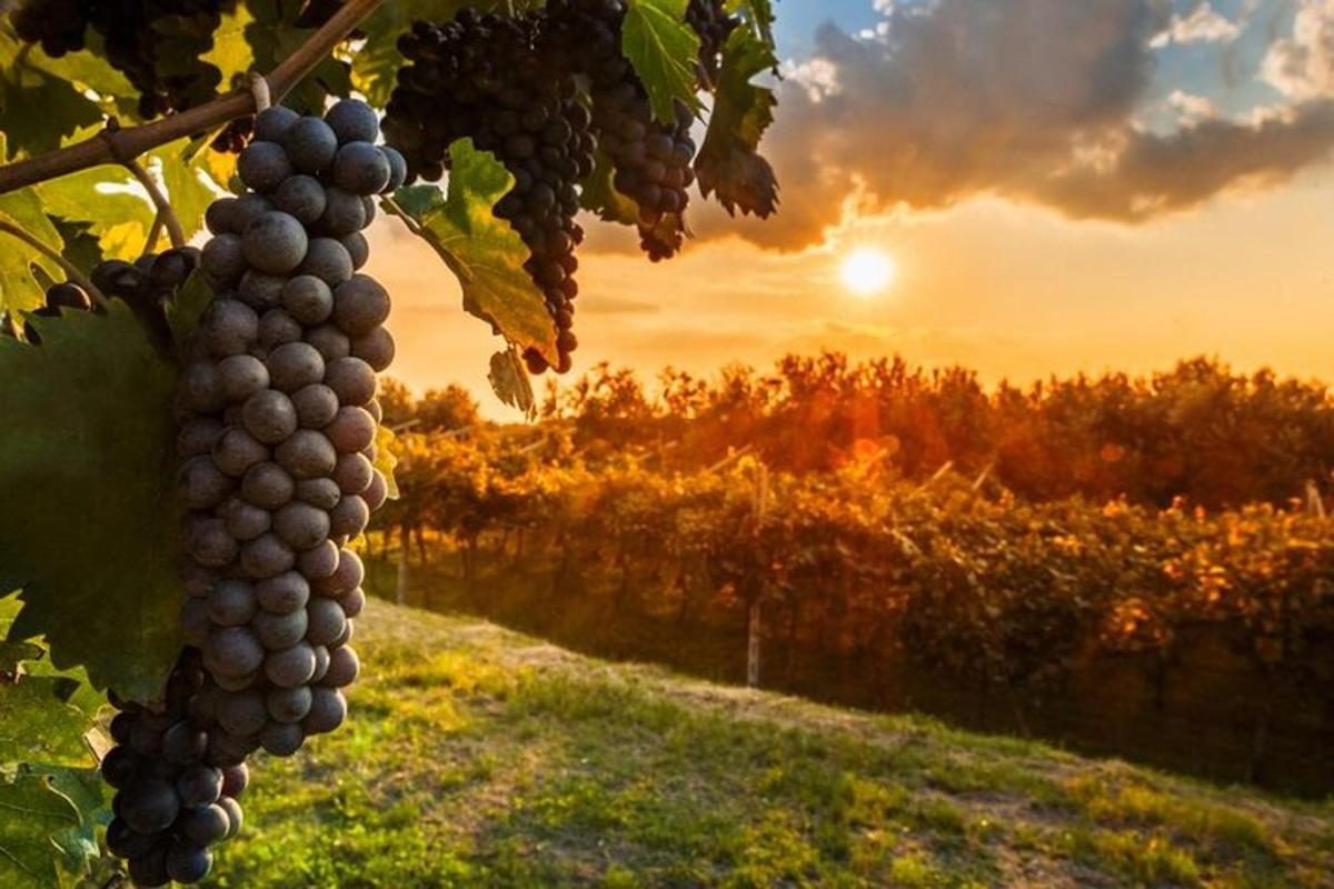 un raïm penjat d'un arbre a la posta de sol