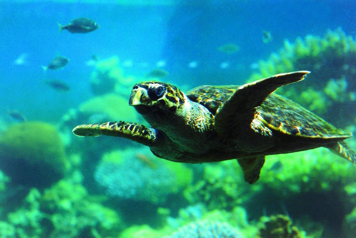 a green sea turtle swimming in an aquarium
