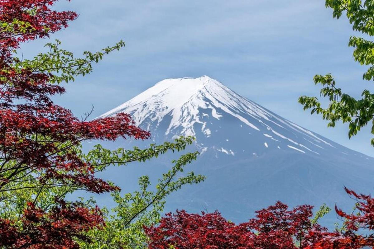 gunung yang dilitupi salji dengan pokok di latar depan