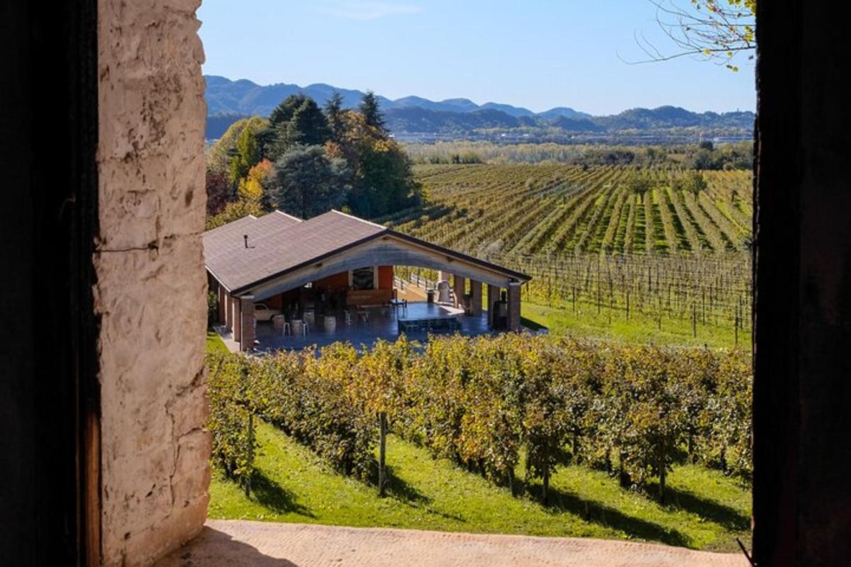 une vue d'une maison dans un vignoble depuis une fenêtre
