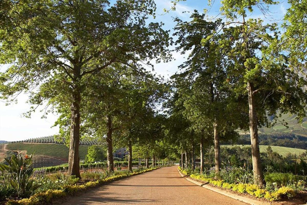 jalan yang dibarisi pokok dengan pokok di tepi
