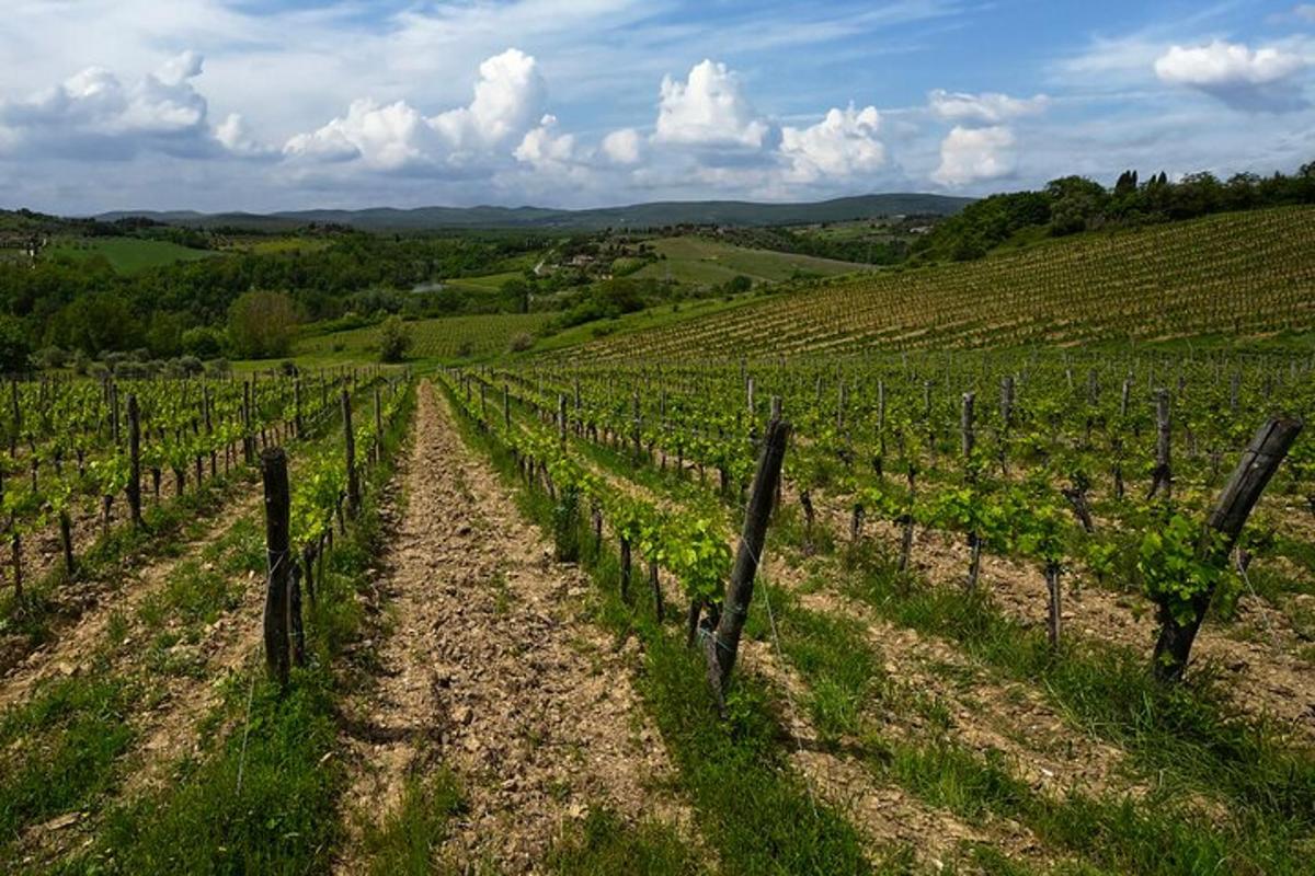 un vignoble au milieu d'un champ