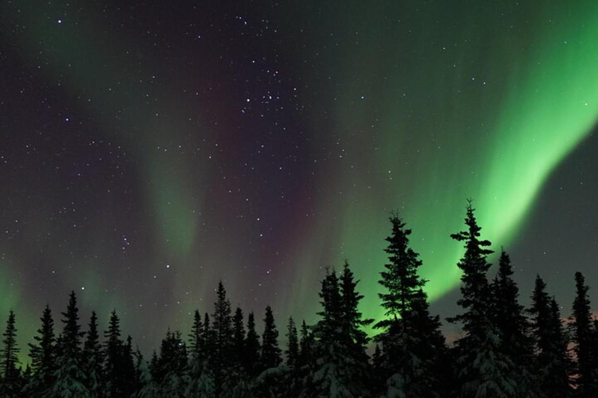 ein Polarlicht über einem Wald von Bäumen am Himmel
