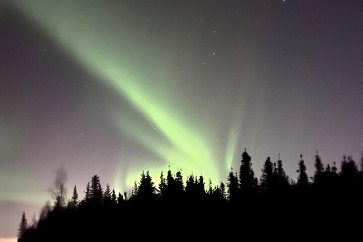 norðurljós á himni yfir trjáskógi
